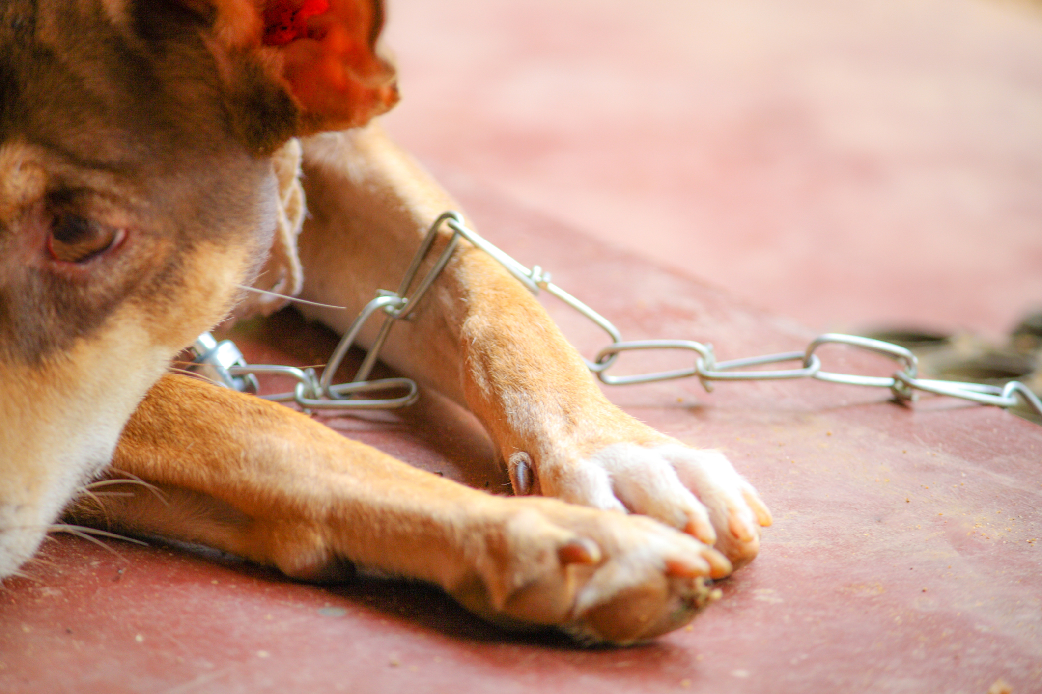 TX Lawmaker Proposes Bill To Penalize Leaving Dogs On Chains KiiiTV gold-dog-chain-plated-collars-thick-large-dog-collar-pitull-curb-cuban